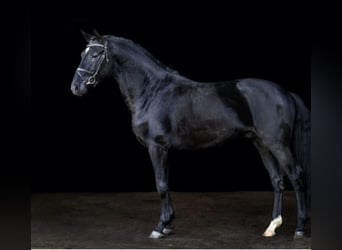 Warmblood danés, Semental, 4 años, 166 cm, Negro