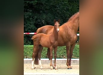Warmblood danés, Semental, Potro (01/2025), 170 cm, Alazán-tostado