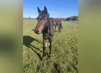 Warmblood danés, Semental, Potro (03/2024), 170 cm, Castaño oscuro