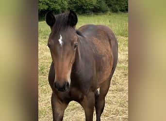 Warmblood danés, Semental, Potro (03/2024), 170 cm, Castaño oscuro