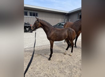 Warmblood danés, Semental, Potro (03/2024), 170 cm, Castaño oscuro