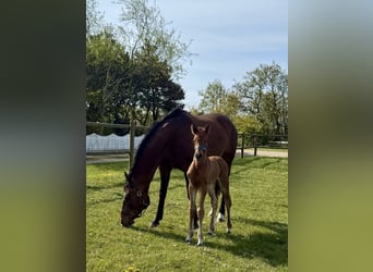 Warmblood danés, Semental, Potro (04/2025), 170 cm, Castaño rojizo