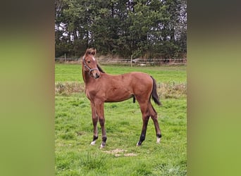 Warmblood danés, Semental, Potro (05/2026), 170 cm, Castaño rojizo