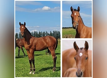 Warmblood danés, Semental, Potro (05/2026), 170 cm, Castaño rojizo