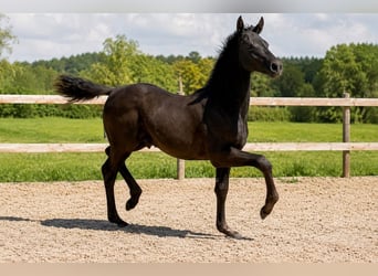 Warmblood danés, Semental, Potro (03/2026), 170 cm, Negro