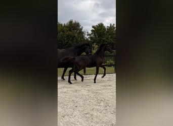 Warmblood danés, Semental, Potro (03/2026), 170 cm, Negro