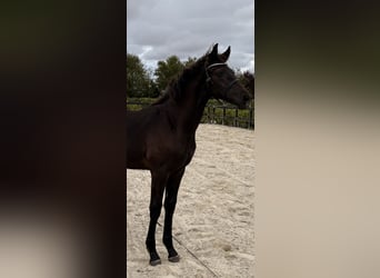 Warmblood danés, Semental, Potro (03/2026), 170 cm, Negro