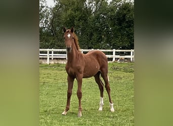 Warmblood danés, Semental, Potro (05/2024), 172 cm, Alazán