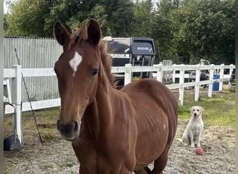 Warmblood danés, Semental, Potro (05/2024), 172 cm, Alazán