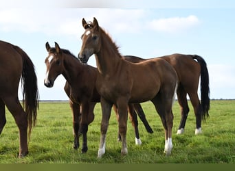 Warmblood danés, Semental, Potro (06/2025), Castaño