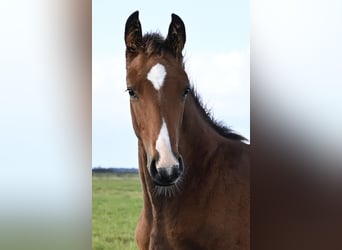 Warmblood danés, Semental, Potro (06/2025), Castaño