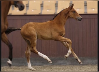 Warmblood danés, Semental, Potro (05/2026), Castaño