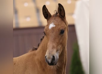 Warmblood danés, Semental, Potro (05/2026), Castaño