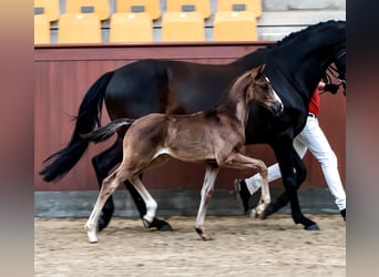 Warmblood danés, Semental, Potro (06/2026), Negro