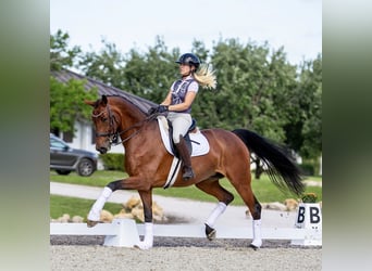 Warmblood danés, Yegua, 11 años, 163 cm, Castaño