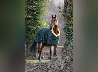 Warmblood danés, Yegua, 11 años, 173 cm, Castaño