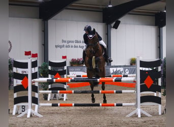 Warmblood danés, Yegua, 11 años, 173 cm, Castaño