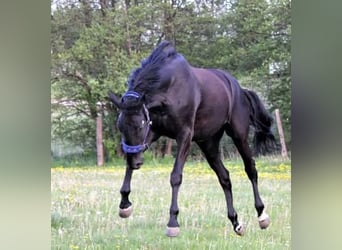 Warmblood danés, Yegua, 11 años, 175 cm, Negro