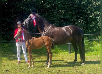 Warmblood danés, Yegua, 12 años, 167 cm, Castaño oscuro