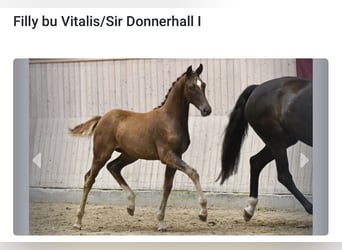 Warmblood danés, Yegua, 12 años, 167 cm, Negro