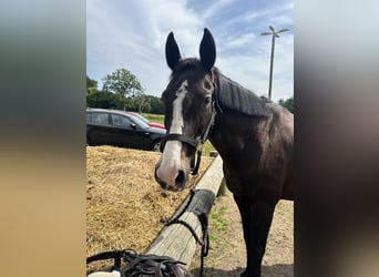 Warmblood danés, Yegua, 13 años, 168 cm, Castaño oscuro