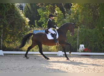 Warmblood danés, Yegua, 13 años, 170 cm, Castaño