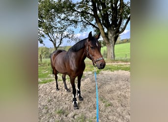 Warmblood danés, Yegua, 14 años, 165 cm, Castaño