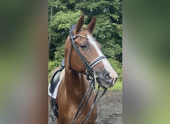 Warmblood danés, Yegua, 14 años, 166 cm, Alazán