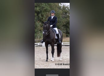Warmblood danés, Yegua, 14 años, 167 cm, Negro