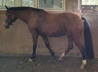 Warmblood danés, Yegua, 14 años, 173 cm, Castaño