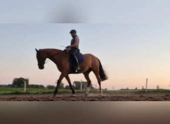 Warmblood danés, Yegua, 14 años, 173 cm, Castaño