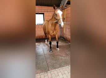 Warmblood danés, Yegua, 14 años, 173 cm, Castaño