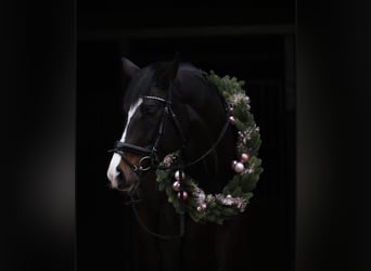 Warmblood danés, Yegua, 15 años, 167 cm, Castaño oscuro