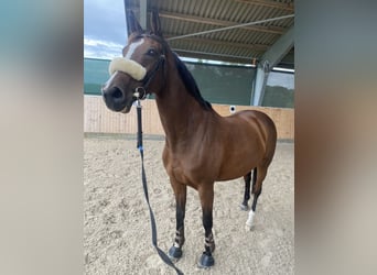 Warmblood danés, Yegua, 15 años, 168 cm, Castaño