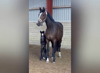 Warmblood danés, Yegua, 15 años, 168 cm, Castaño