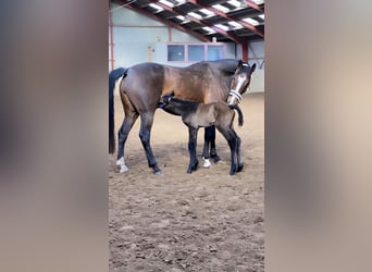 Warmblood danés, Yegua, 15 años, 168 cm, Castaño