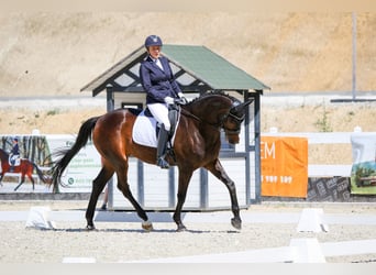 Warmblood danés, Yegua, 16 años, 172 cm, Castaño oscuro