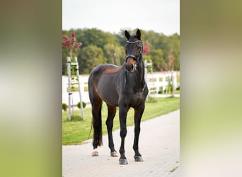 Warmblood danés, Yegua, 16 años, 172 cm, Castaño oscuro