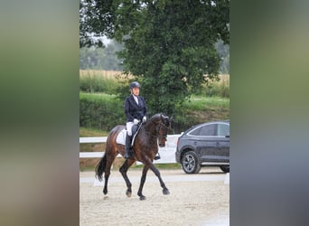 Warmblood danés, Yegua, 16 años, 172 cm, Castaño oscuro