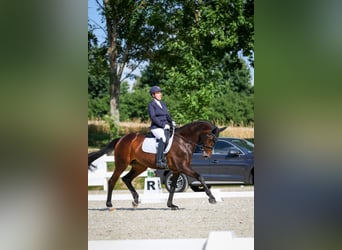 Warmblood danés, Yegua, 16 años, 172 cm, Castaño oscuro