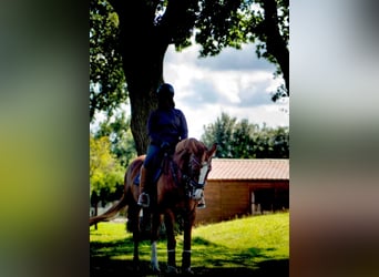 Warmblood danés, Yegua, 18 años, 162 cm, Alazán