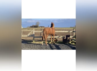 Warmblood danés, Yegua, 2 años, 159 cm, Alazán-tostado