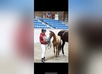 Warmblood danés, Yegua, 2 años, 159 cm, Alazán-tostado