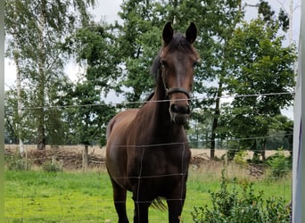 Warmblood danés, Yegua, 2 años, 167 cm, Castaño oscuro