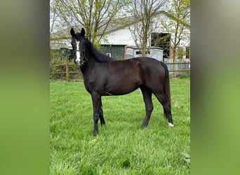 Warmblood danés, Yegua, 2 años, 167 cm, Negro