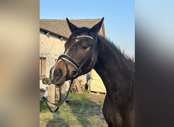 Warmblood danés, Yegua, 2 años, 170 cm, Castaño
