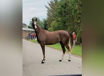 Warmblood danés, Yegua, 2 años, 172 cm, Alazán