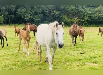 Warmblood danés, Yegua, 2 años, Alazán-tostado