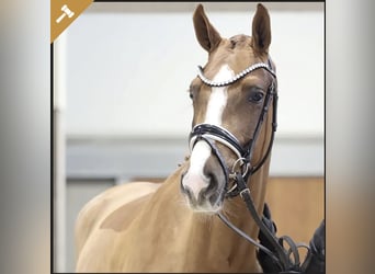 Warmblood danés, Yegua, 4 años, 166 cm, Alazán