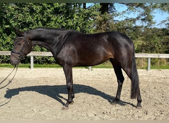 Warmblood danés, Yegua, 4 años, 168 cm, Castaño oscuro